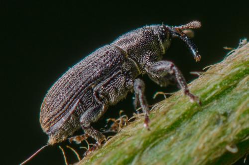 Réf. 259 667 : Mecinus pyraster